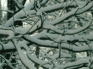 Digital Camera Frozen branches