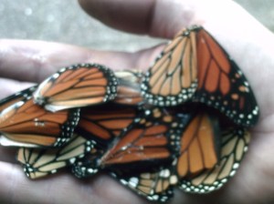 monarch wings