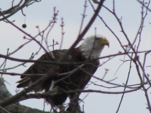 eagle1
